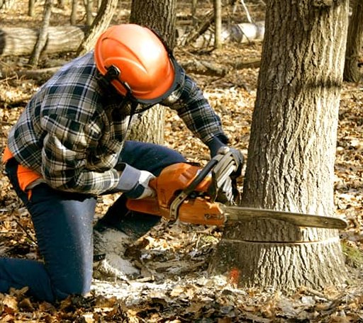 Tree Removal in Dayton, VA